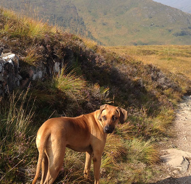 McCracken Leah Small Rhodesian Ridgeback